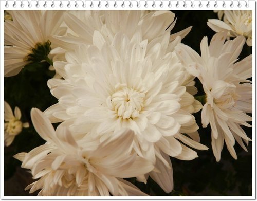 2011士林官邸菊展(四)26.jpg