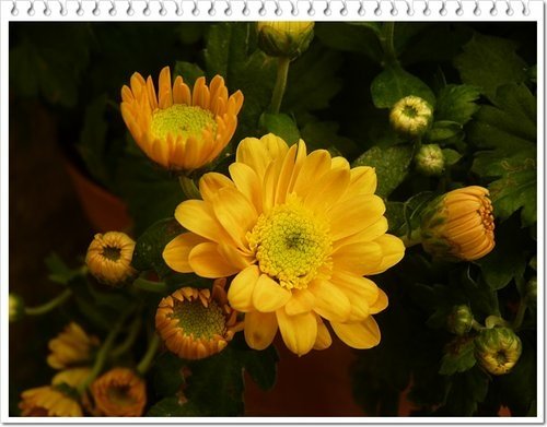 2011士林官邸菊展(四)27.jpg