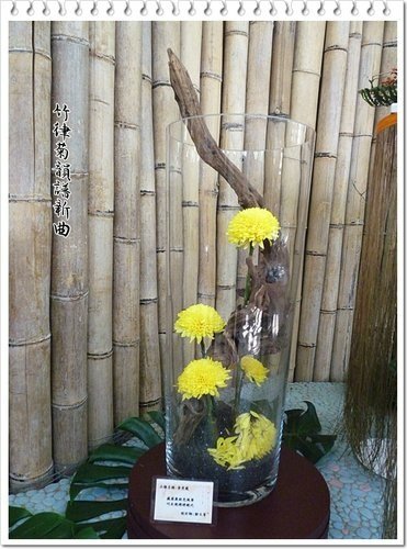 2011士林官邸菊展(六)18.jpg