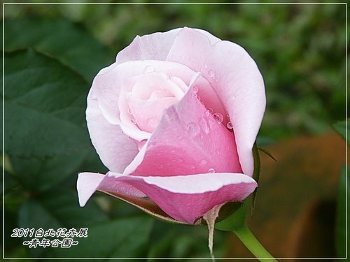 2011台北花卉展~青年公園(二)28.jpg