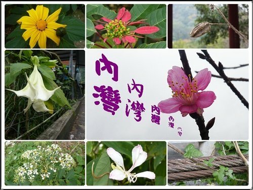二遊內灣17.jpg