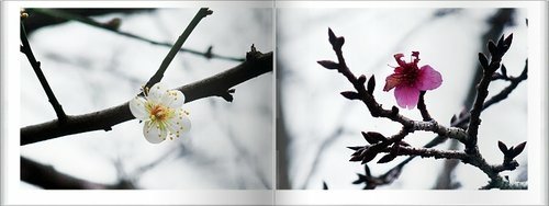 二遊內灣32.jpg