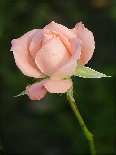 隨拍~花博公園的花與果02.jpg