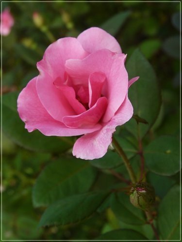 隨拍~花博公園的花與果04.jpg