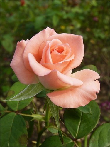 隨拍~花博公園的花與果06.jpg