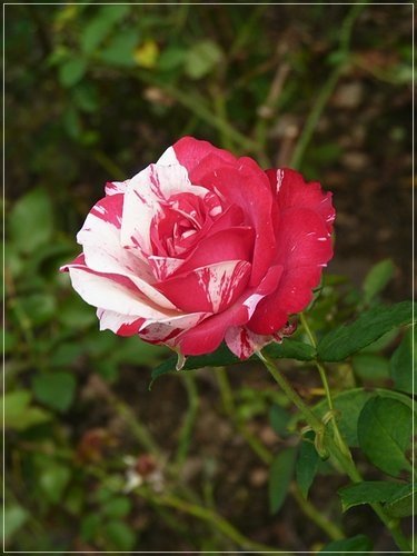 隨拍~花博公園的花與果07.jpg