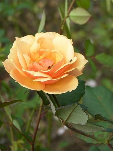 隨拍~花博公園的花與果08.jpg