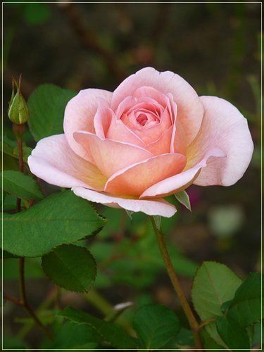 隨拍~花博公園的花與果09.jpg