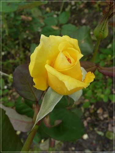 隨拍~花博公園的花與果10.jpg