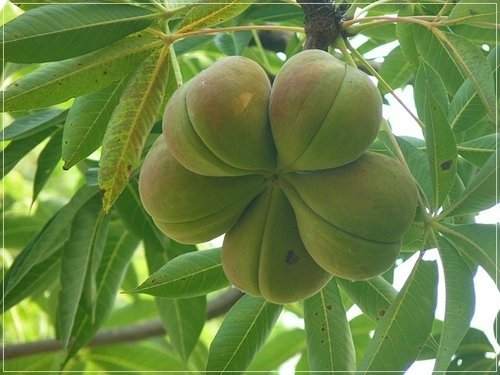 隨拍~花博公園的花與果11.jpg