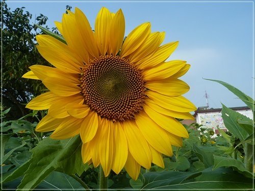 隨拍~花博公園的花與果17.jpg