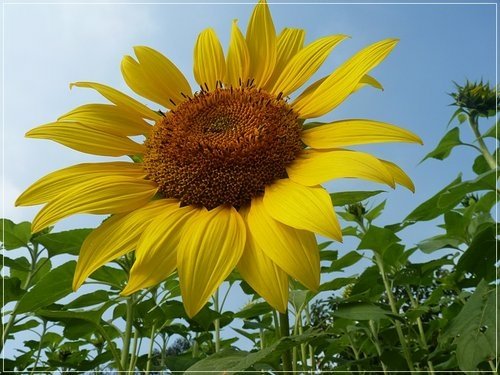 隨拍~花博公園的花與果18.jpg