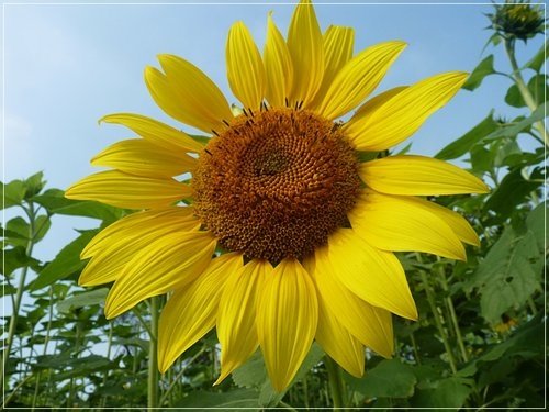 隨拍~花博公園的花與果19.jpg