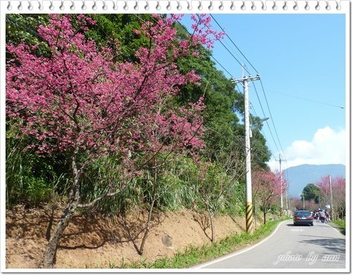 賞櫻~2012滬尾櫻花大道(一)05.jpg