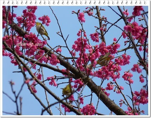 賞櫻~2012滬尾櫻花大道(三)10.jpg