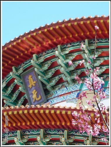賞花~天元宮24.jpg