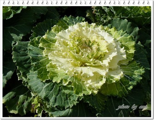 陽明山賞花04.jpg