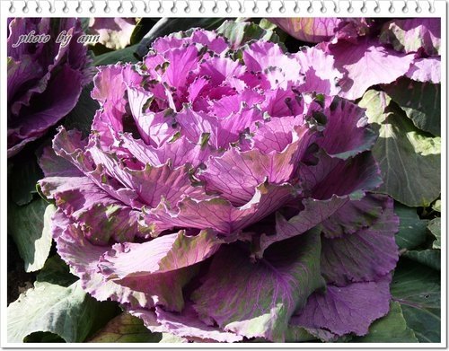 陽明山賞花05.jpg