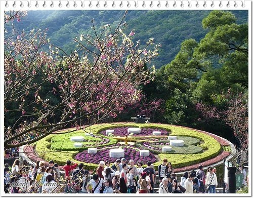 陽明山賞花06.jpg