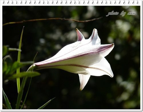 陽明山賞花07.jpg