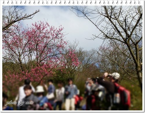陽明山賞花08.jpg