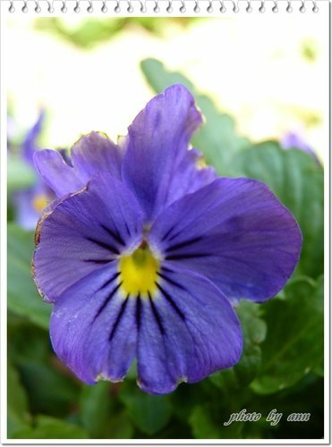 陽明山賞花10.jpg