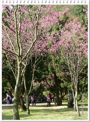 陽明山賞花12.jpg