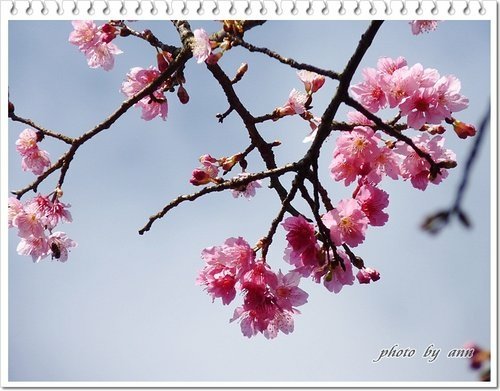陽明山賞花13.jpg