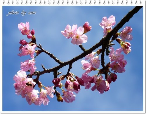 陽明山賞花14.jpg