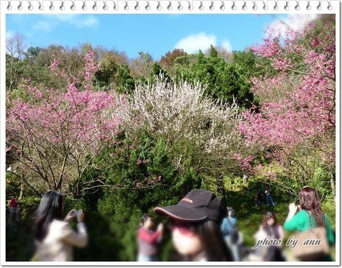 陽明山賞花15.jpg