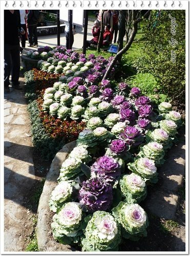 陽明山賞花18.jpg
