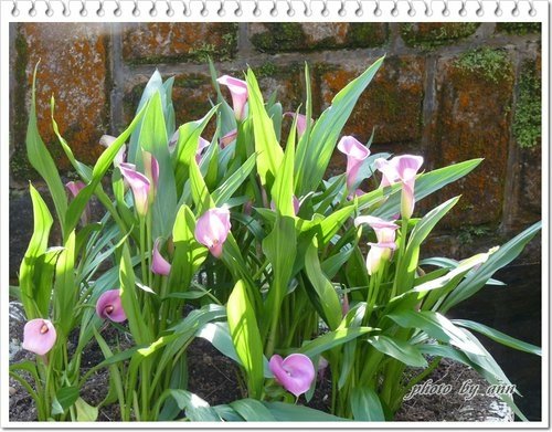 陽明山賞花19.jpg