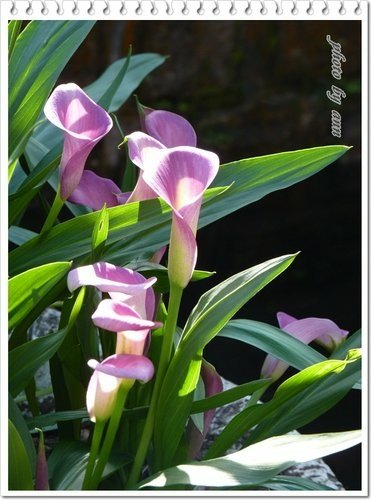 陽明山賞花20.jpg