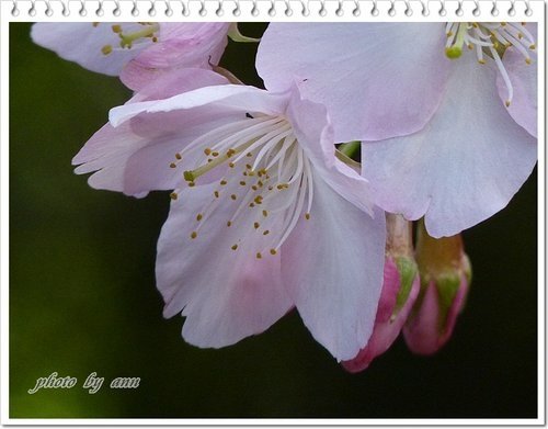 陽明山賞花22.jpg