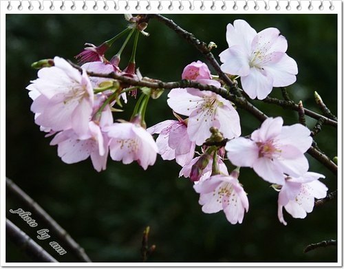 陽明山賞花23.jpg