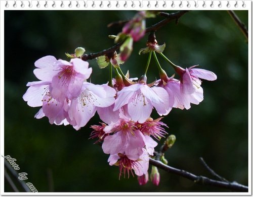 陽明山賞花24.jpg