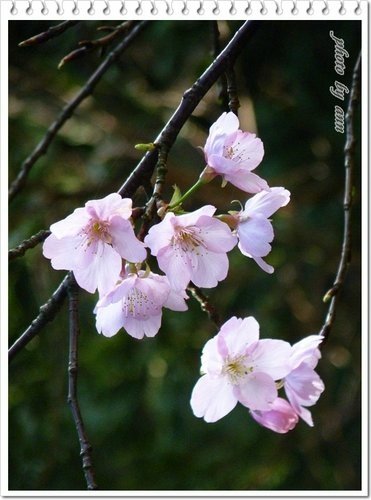 陽明山賞花25.jpg