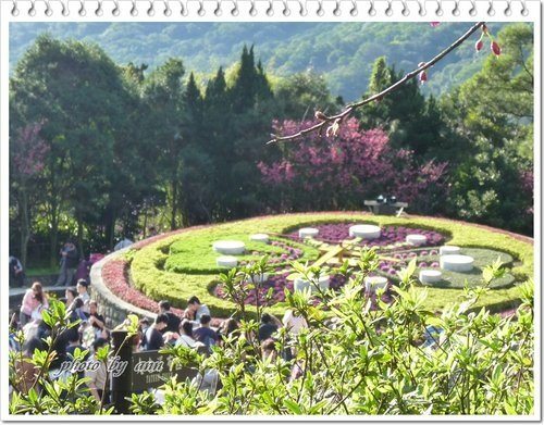 陽明山賞花27.jpg