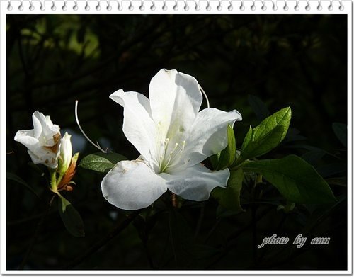 陽明山賞花28.jpg