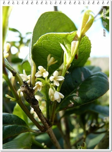 陽明山賞花29.jpg