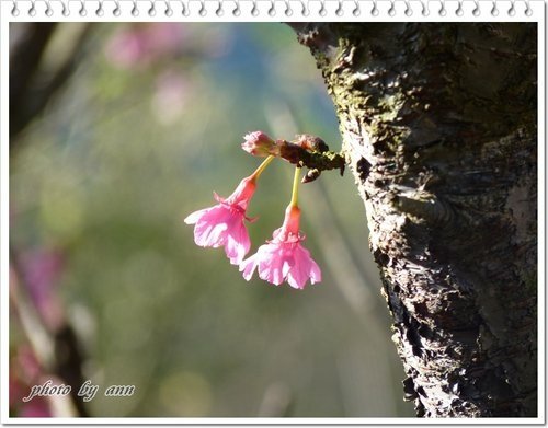 陽明山賞花30.jpg