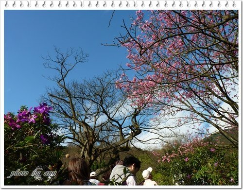 陽明山賞花31.jpg