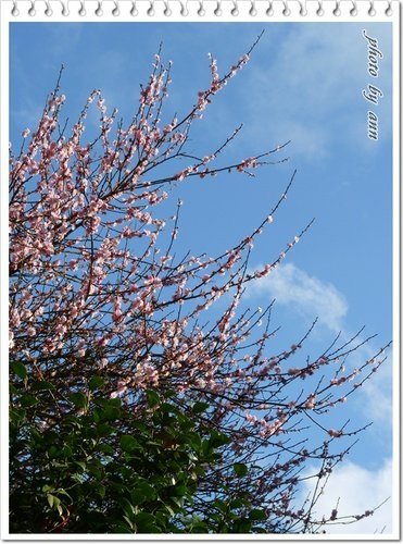 陽明山賞花32.jpg