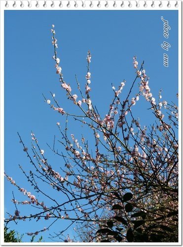 陽明山賞花33.jpg