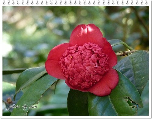 陽明山賞花34.jpg