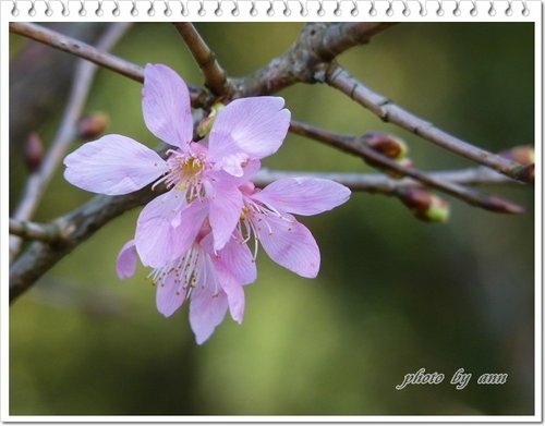 陽明山賞花37.jpg