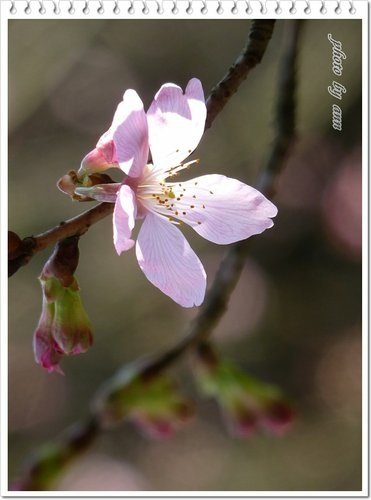 陽明山賞花39.jpg