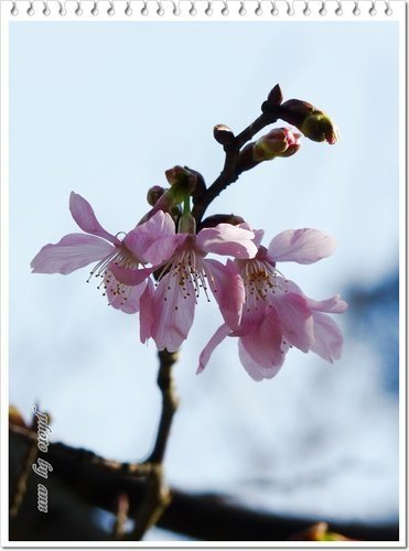 陽明山賞花40.jpg