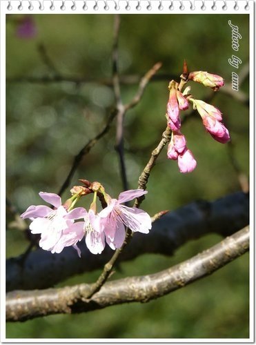 陽明山賞花41.jpg
