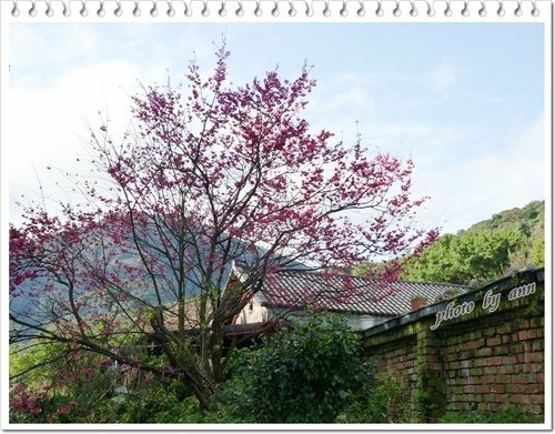 陽明山賞花42.jpg